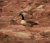 SiouxFallsGeese 2014 05 17 003